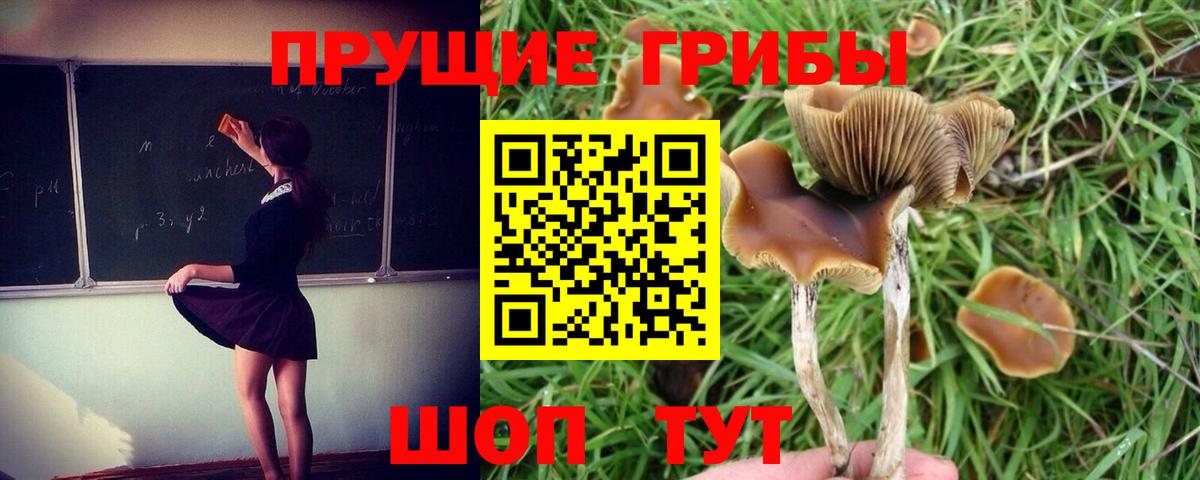 Псилоцибиновые грибы GOLDEN TEACHER  Вход с VPN  Галлюциногенные грибы мицелий  Красноармейск 