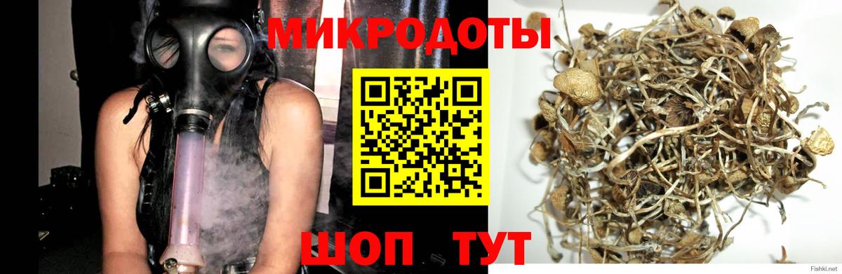 Галлюциногенные грибы Cubensis Красноармейск